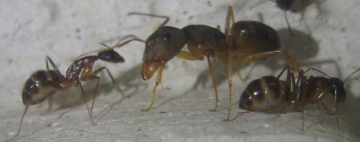 Camponotus fellah